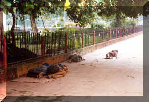 street_calcutta.jpg (56433 bytes)